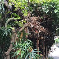 カンノンチク,シェフレラ,モミジ,梅田茶屋町界隈の画像