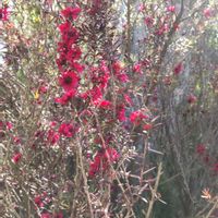 ギョリュウバイの画像
