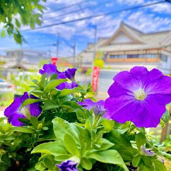 ペチュニア,水やり,プランター,色鮮やか,庭いじりの画像