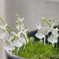ウサギゴケ,おうち園芸,花のある暮らし,窓辺の画像