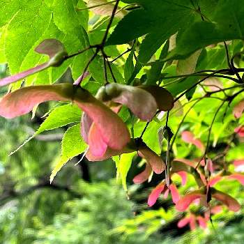 イロハモミジ,楓のトンボ,京王 百草園♪,季節を楽しむ,癒しの画像