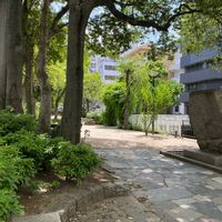 シラカシ,新緑,樹木の画像