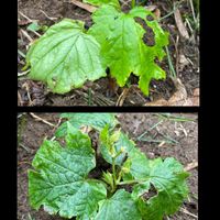 ゴーヤ,☆携帯撮影☆,花が好き❤,お花は癒し,kakirikea野菜果物の画像