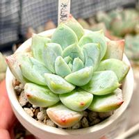 成長記録 氷山美人,エケベリア 氷山美人,多肉男子,初心者タニラー,エケベリア大好きの画像