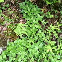 ヒトリシズカ,写真,野山の植物,植物の暮らし,山野草の画像