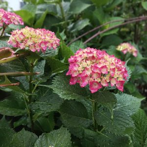 紫陽花,ヤマイモ,花木,紫陽花 アジサイ あじさい,放置栽培の画像