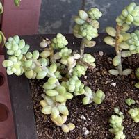 ビアホップ の画像