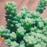 ビアホップ(新玉つづり)の画像