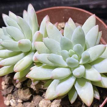 樹氷,多肉植物初心者,多肉植物,セデベリア属,ムチムチ多肉の画像
