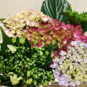 花木,紫陽花 アジサイ あじさい,紫陽花の季節,隅田の花火,紫陽花大好きの画像