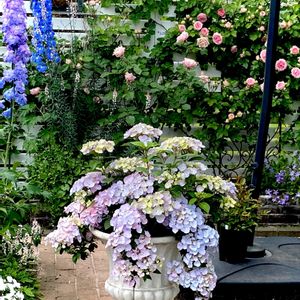 ラグランジア クリスタルヴェール,ナチュラルガーデン,我が家の庭,手作りの庭,紫陽花 アジサイ あじさいの画像