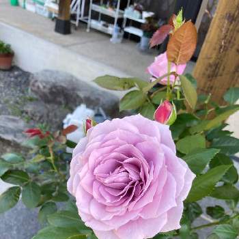 ノヴァーリス,軒下,ばら バラ 薔薇,小さな庭の画像