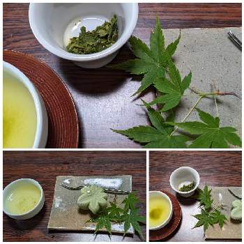 イロハモミジ,日本茶,喜楽亭,お出かけ先の画像