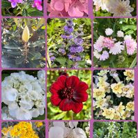 紫陽花 ダンスパーティー,ラグランジア クリスタルヴェール,ミニダリア,リトルジェム,段菊の画像
