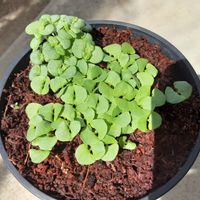 バジル,青じそ,ハーブ,実生,DAISOの画像