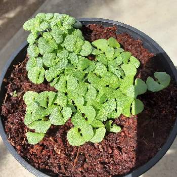 ローズゼラニウムの画像