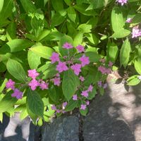 クフェアの画像