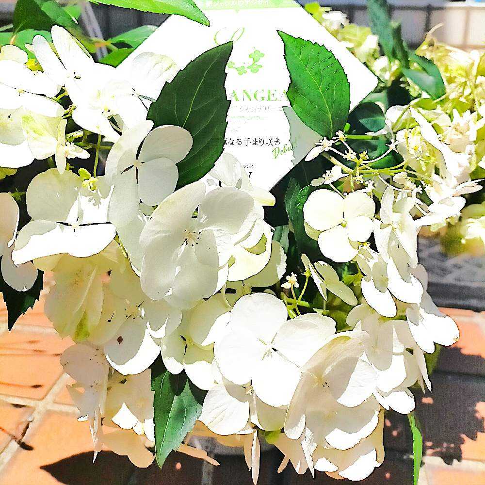 PWラグランジア シャンデリーニを育ててみる｜🍀GreenSnap（グリーン