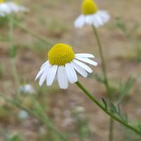 カモミール,散歩の途中で∪∵∪,白組♪の画像