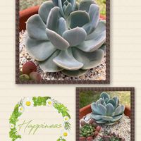 ルンヨニー,ピンクルビー,インディカ,花芽,多肉植物の画像