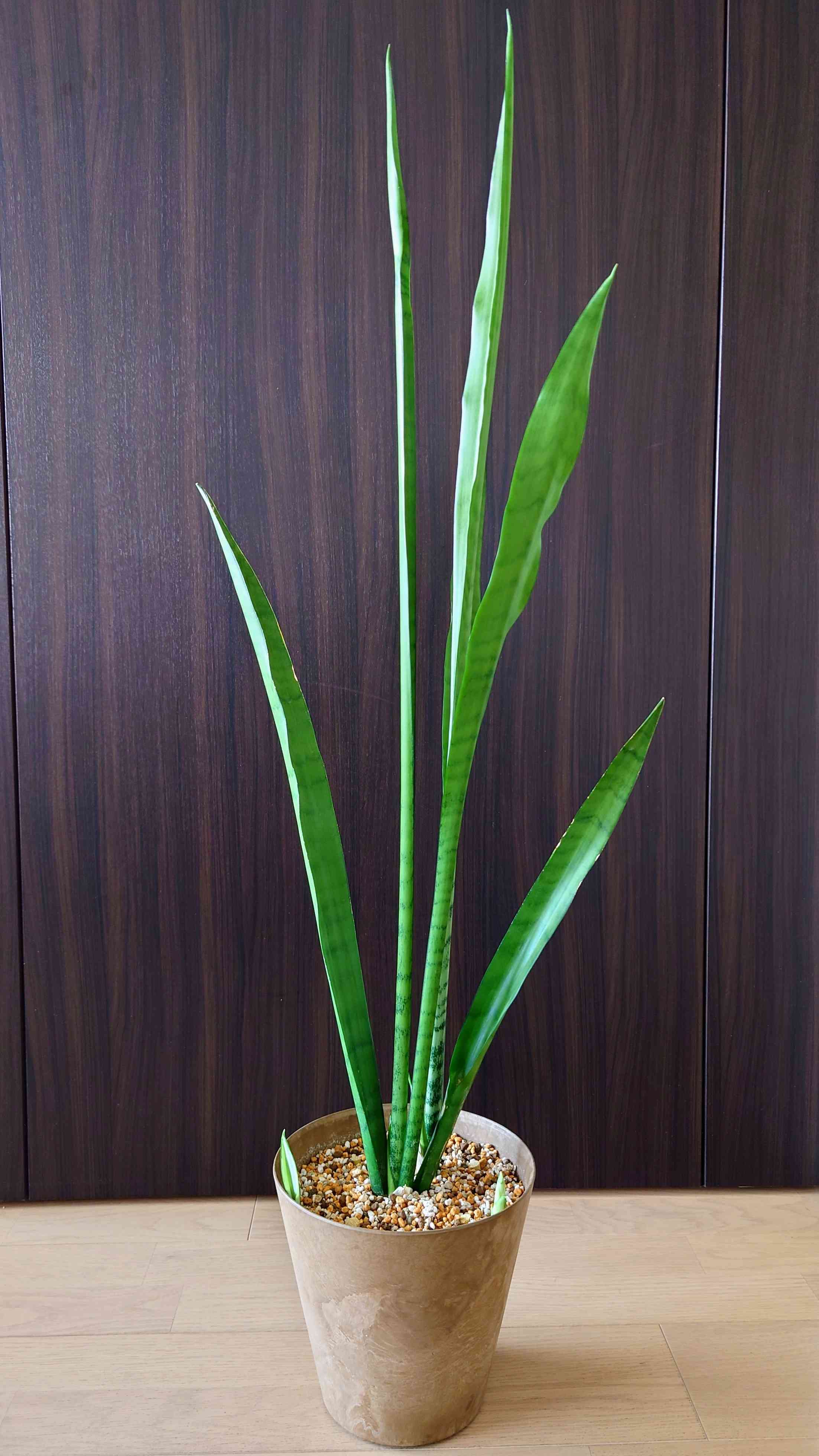 サンスベリア　シルバーローレンティー サンセベリア・ローレンチシルバー - Collection : コレクション