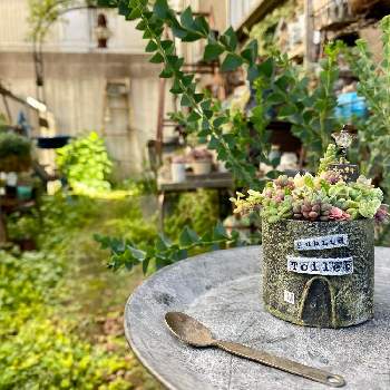 多肉植物,雰囲気づくり,セダム！,サビサビ,ジャンクの画像