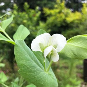 サヤエンドウ,お庭の植物,お野菜,季節のお花,花が好きの画像