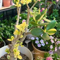金のなる木,植物の生命力,復活,錦の日,平和を願う☆の画像