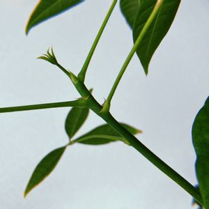 パキラ,観葉植物,100均,ダイソー,成長記録の画像