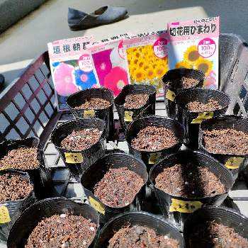 アサガオ,観葉植物初心者,グリーンカーテン,ダイソー,DAISOの画像