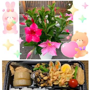 マンデビラ,手作り,手作り野菜を使って,家庭菜園,おうち園芸の画像