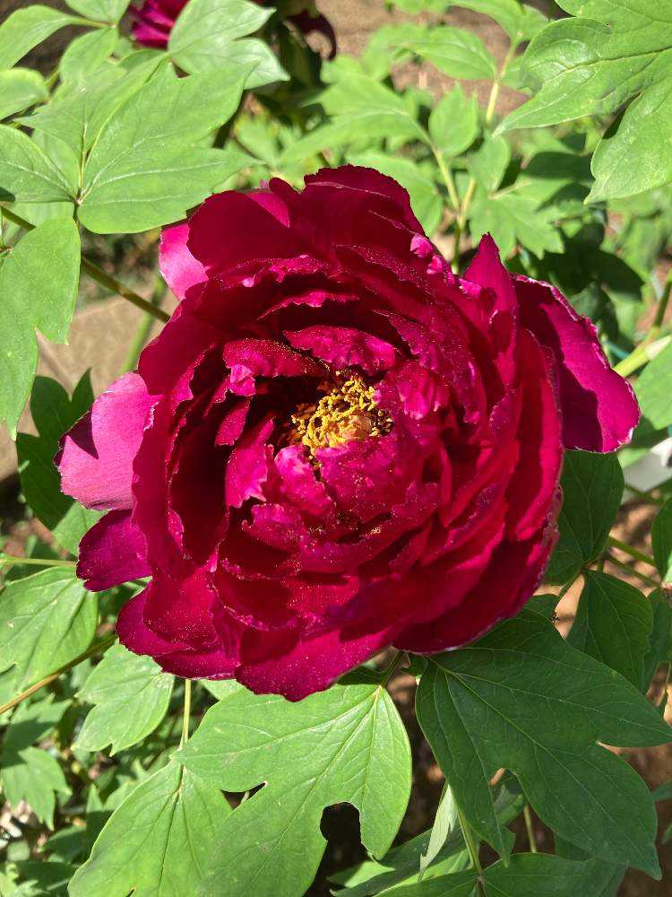 草花,芍薬・牡丹の購入なら赤塚植物園オンライン 花の音｜花苗・ガーデニング・園芸商品の通販サイト