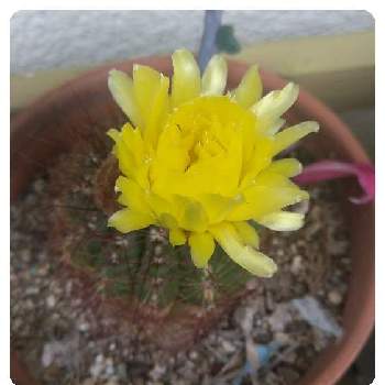 緋花玉,青王丸,サボテン,テラスの画像