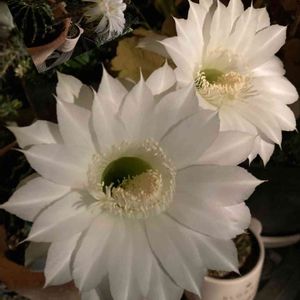 短毛丸,楽しみ〜,サボテン☆,花のある暮らし,白って綺麗だねの画像