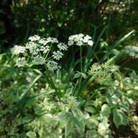 スイセン,セリフラミンゴ,エゴポディウム バリエガータ,庭の花,地植えの画像