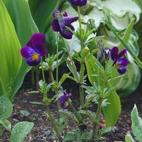 スミレ,おうち園芸,花のある暮らし,お花,紫の花の画像