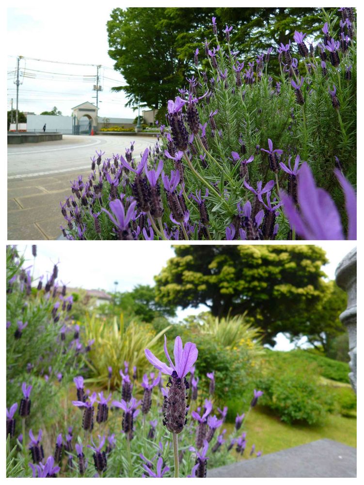 masaharuさんの港の見える丘公園への投稿