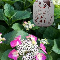 saorin,コラージュ仲間達,ペコちゃん祭り,GS3年生,咲き始めのお花たちの画像