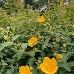 タイリンキンシバイ,公園,黄色い花,植栽,お出かけ先の画像