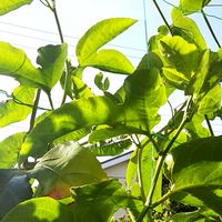 グリーンカーテン,パッションフルーツの花の画像