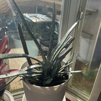 十二の巻の画像