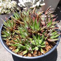 十二の巻,多肉植物,屋上,バルコニー/ベランダの画像