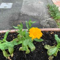 キンセンカの画像