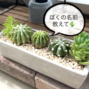サボテンの寄せ植え,フェロカクタス属,サボテン☆,サボテン短毛丸,エキノプシス属の画像