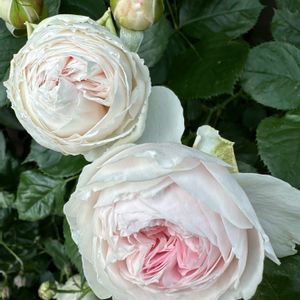 バラ クリスティアーナ,ガーデニング,フロントガーデン,春の庭,ばら バラ 薔薇の画像