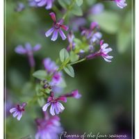 クフェア,クフェア  ピンクシマー,ガーデニング,赤い花,花のある暮らしの画像