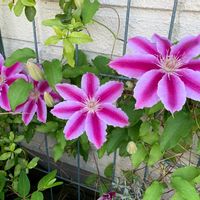 クレマチス,GSの繋がりに感謝♡,ピンクの花,GSで勉強中,散歩道の画像
