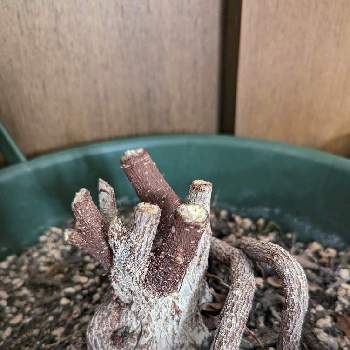 ガジュマル,観察,剪定,癒し,重そうの画像