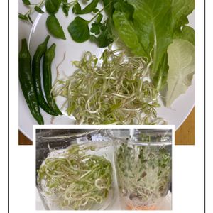 ハーブ,水耕栽培,種から,野菜 水耕栽培,野菜の収穫の画像