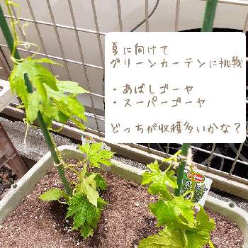 デルモンテ　スーパーゴーヤ,グリーンカーテン,ゴーヤ♫,あばしゴーヤ♫の画像